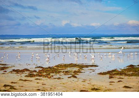 Large Flock Of Seagulls On Atlantic Ocean Beach In Finistere, Brittany, France