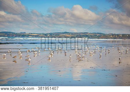 Large Flock Of Seagulls On Atlantic Ocean Beach In Finistere, Brittany, France