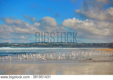 Large Flock Of Seagulls On Atlantic Ocean Beach In Finistere, Brittany, France