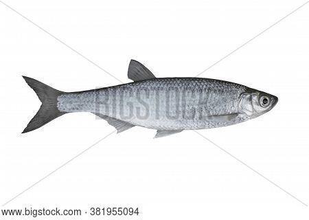 Common Bleak. Alive Ablet Fish Isolated On White Background