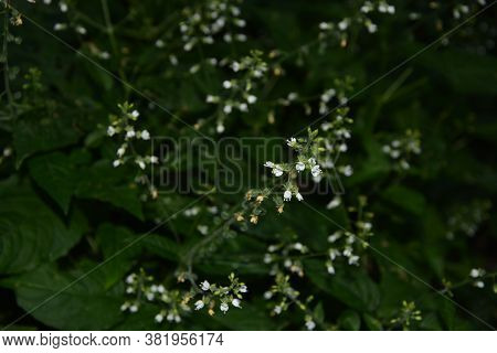 Circaea Lutetiana - Wild Plant. Plant Blooming In Summer.