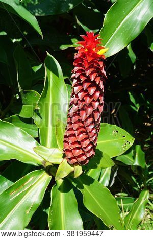 Beautiful Hawaiian Landscapes, Plants, Flowers, And Sunrise In Maui.