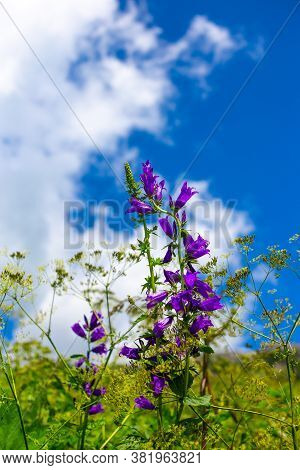 Beautiful Green Mountain Landscape With Flowers On Blue Sky Background In Lago-naki