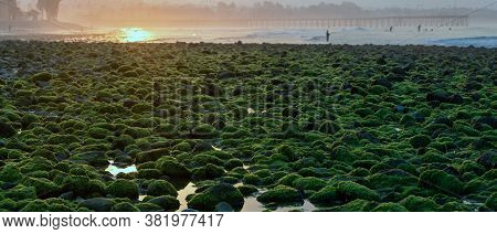 Extreme Low Tide On The Ventura Coast Exposed Kelp Covered Rocks And Reflective Tide Pools As Dawn B