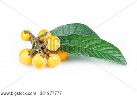 Fresh Ripe Loquat Japanese Medlar Fruit With Branch And Leaf Isolated On White Background, Malta Plu