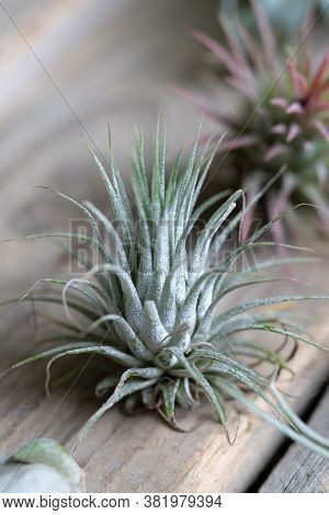 Close Up Of Air Plant Tillandsia Ionantha On Wooden Surface. Trendy Indoor Garden Ideas. Soft Focus.