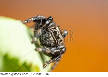 Black Spider (evarcha Arcuata, Jumping Spider). Water Droplets On Body And Head, After The Rain. Hig
