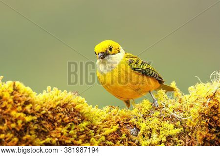 Silver-throated Tanager (tangara Icterocephala) Sitting On A Branch, Costa Rica
