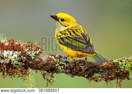 Silver-throated Tanager (tangara Icterocephala) Sitting On A Branch, Costa Rica