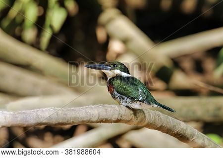 Male Green Kingfisher (chloroceryle Americana) Perched On A Tree, Costa Rica