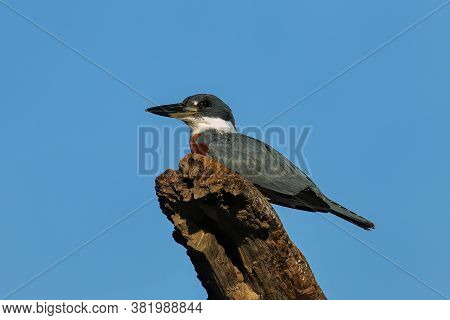 Ringed Kingfisher (megaceryle Torquata) Sitting On A Wooden Pole, Costa Rica