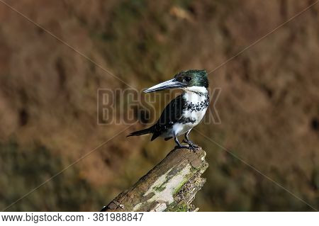 Female Green Kingfisher (chloroceryle Americana) Perched On A Tree, Costa Rica