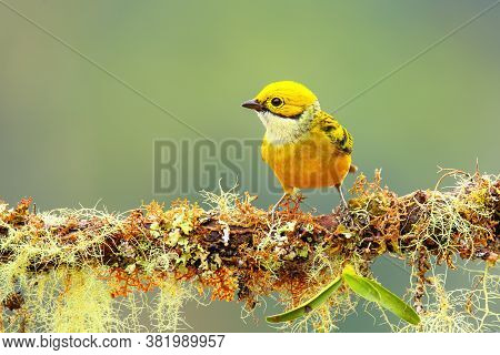 Silver-throated Tanager (tangara Icterocephala) Sitting On A Branch, Costa Rica