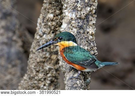 American Pygmy Kingfisher (chloroceryle Aenea) Perched On A Stick, Costa Rica