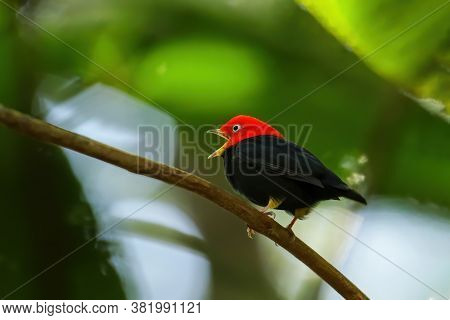 Red-capped Manakin (ceratopipra Mentalis) Sitting On A Branch, Costa Rica