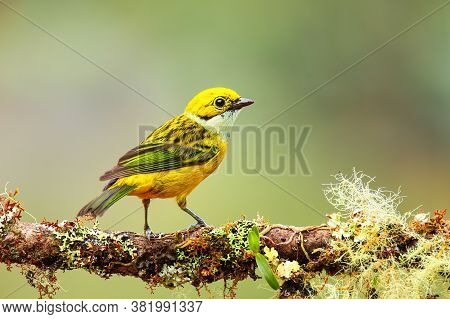 Silver-throated Tanager (tangara Icterocephala) Sitting On A Branch, Costa Rica