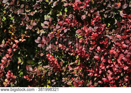 Cotoneaster Tibetan Cotoneaster. Autumn Bush, Autumn Background
