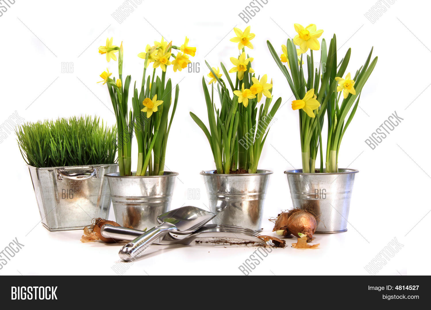 Pots Daffodils Garden Image & Photo (Free Trial) Bigstock