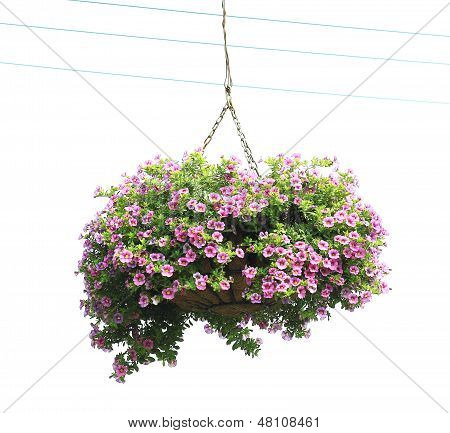 The Morning Glory Flower Baskets