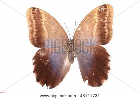 Amathusiidae: brown Butterfly