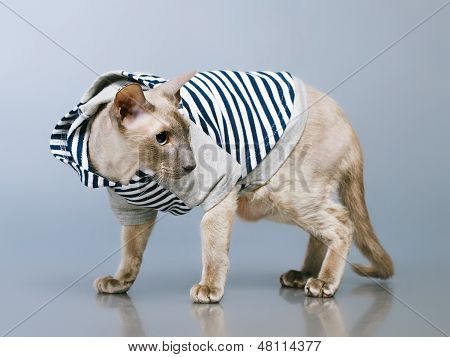 Peterbald gato em Hoody
