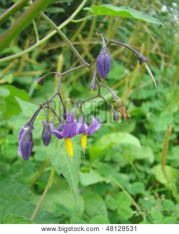Lilek Solanum Dulcamara