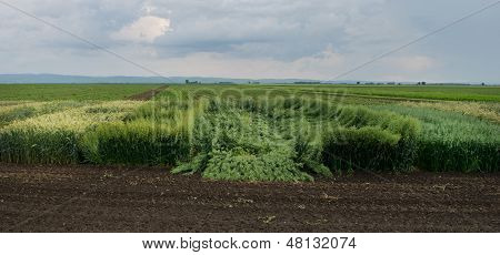 Crops testing