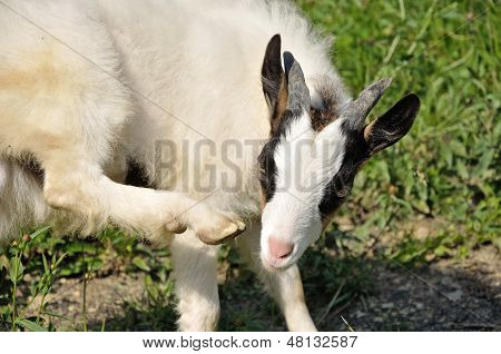 Goatling jeuk