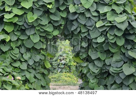 Green archway in a garden.