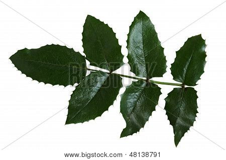 Dřišťál Hollyleaved listy