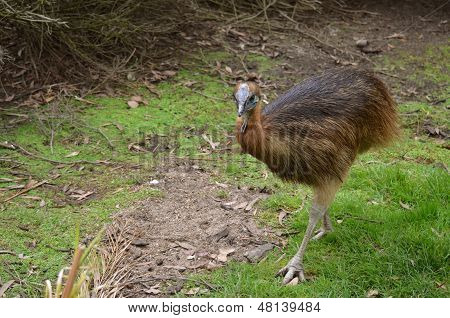 Fiatal Cassowary