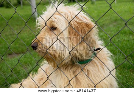 sad dog in shelter