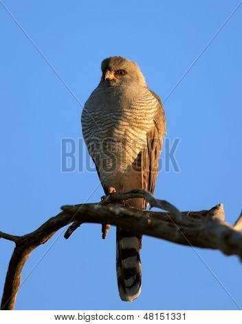Gabar Goshawk perched on branch - Melierax gabar - Kalahari Desert - South Africa