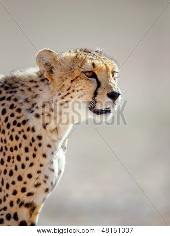 Cheetah porträtt - Kalahariöknen - Sydafrika
