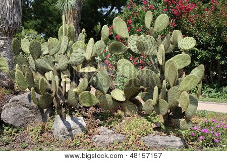 Opuntia Scheerii