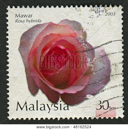 Malesia - CIRCA 2003: Un francobollo stampato in Malesia Mostra immagine del Mawar Rosa hybrida, circa 2003