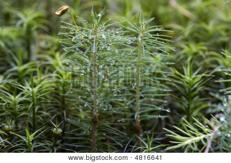 Dewy Sprout Of Tree