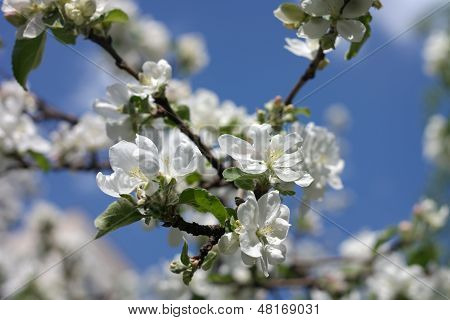 Apple Flower At Spring