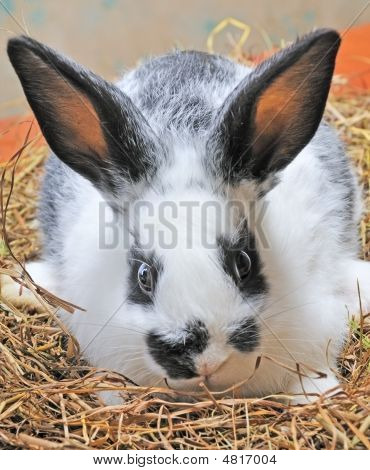 Güzel Bunny