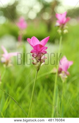 Siam Tulip Or Patumma