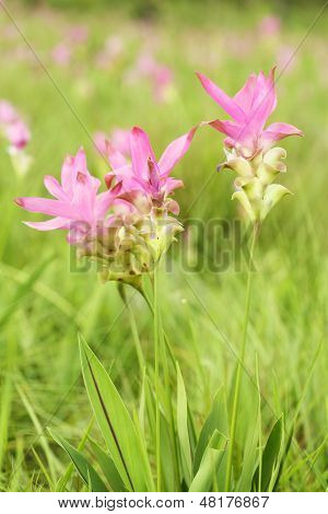 Siam Tulip Or Patumma