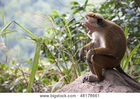 Funny toque macaque monkey