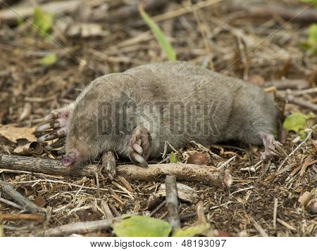 Mole