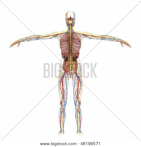 Accurate Female Anatomy