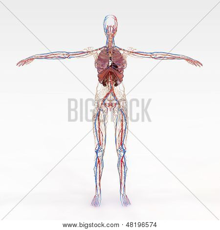 Accurate Female Anatomy