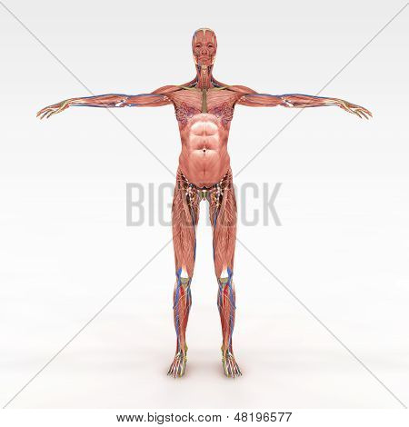 Accurate Female Anatomy