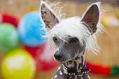 Chinese Crested Dog