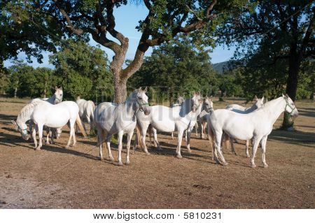ม้า Lipizzan ขาว