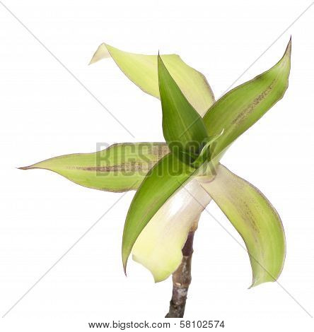 Callisia fragrans