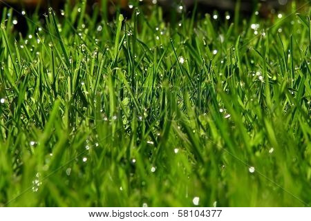 Fresh Grass After The Rain